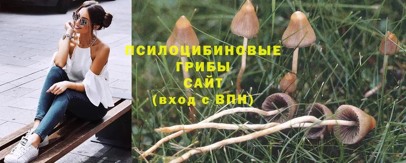 Галлюциногенные грибы MAGIC MUSHROOMS  где купить наркоту  Бежецк 